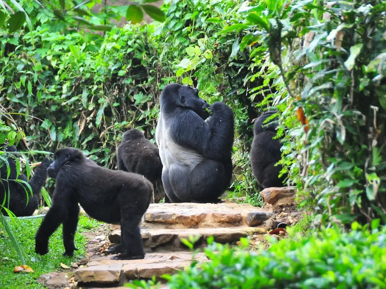 Safari in Uganda