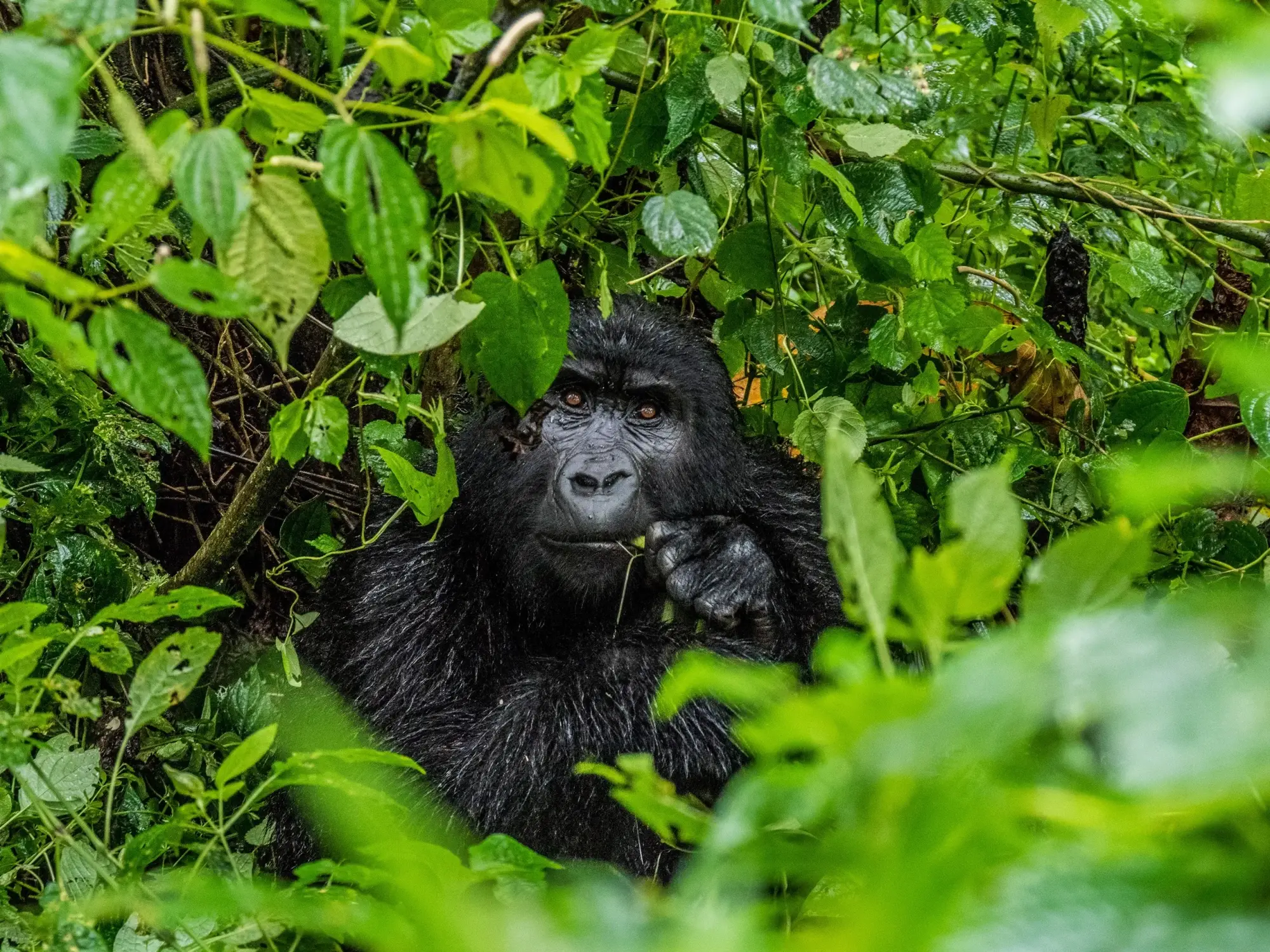 Safari in Uganda