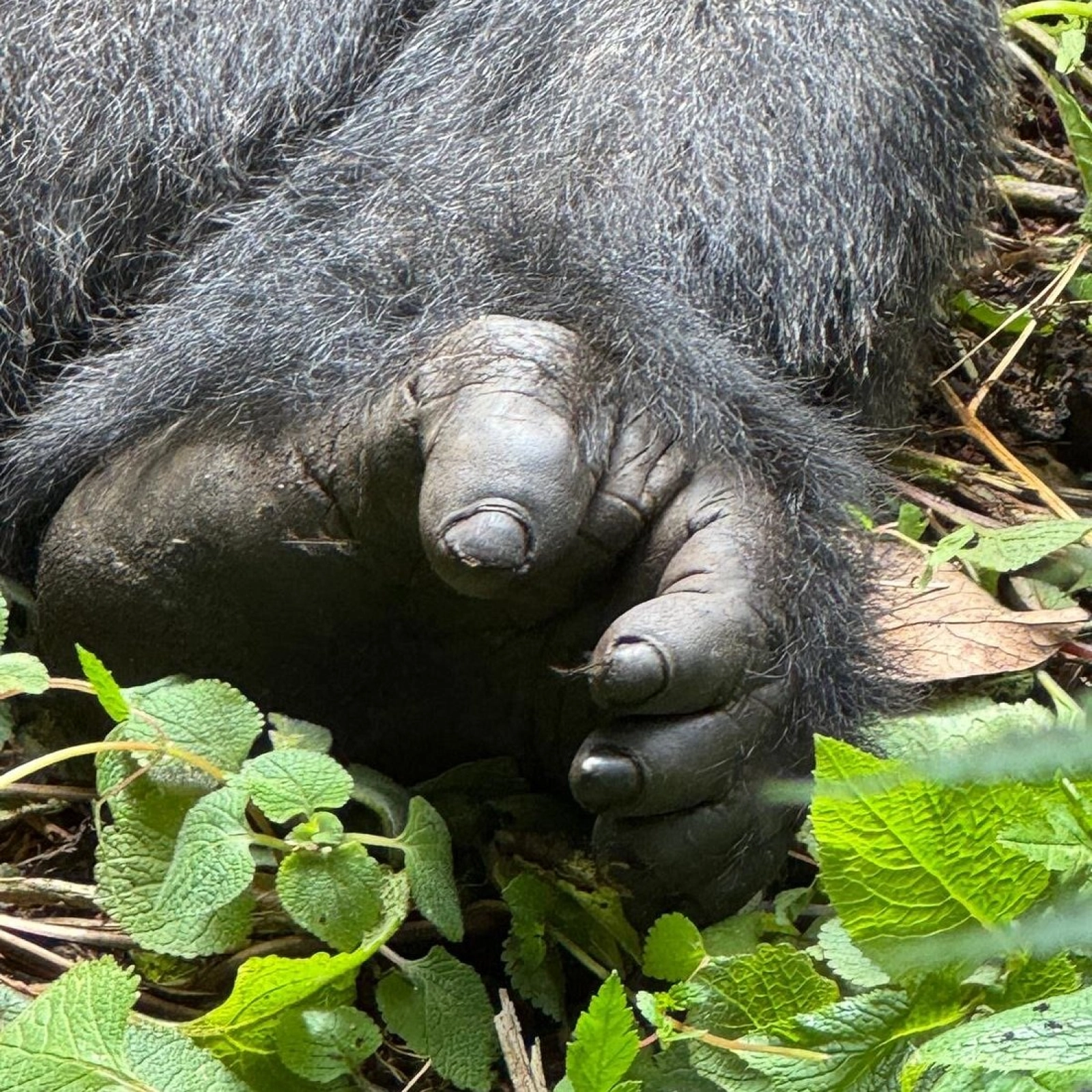 Safari in Uganda