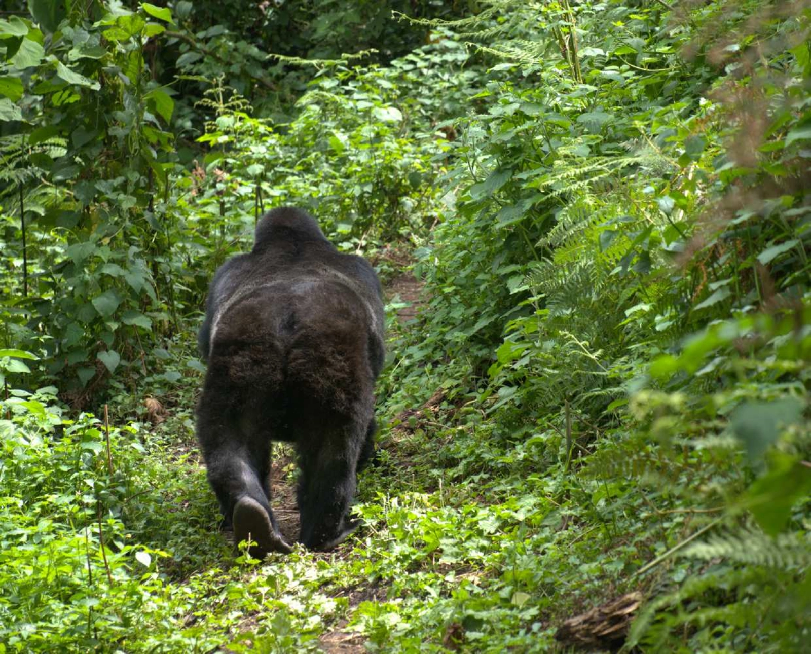 Safari in Uganda