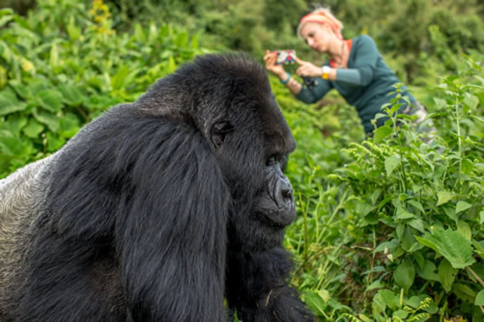 Safari in Uganda