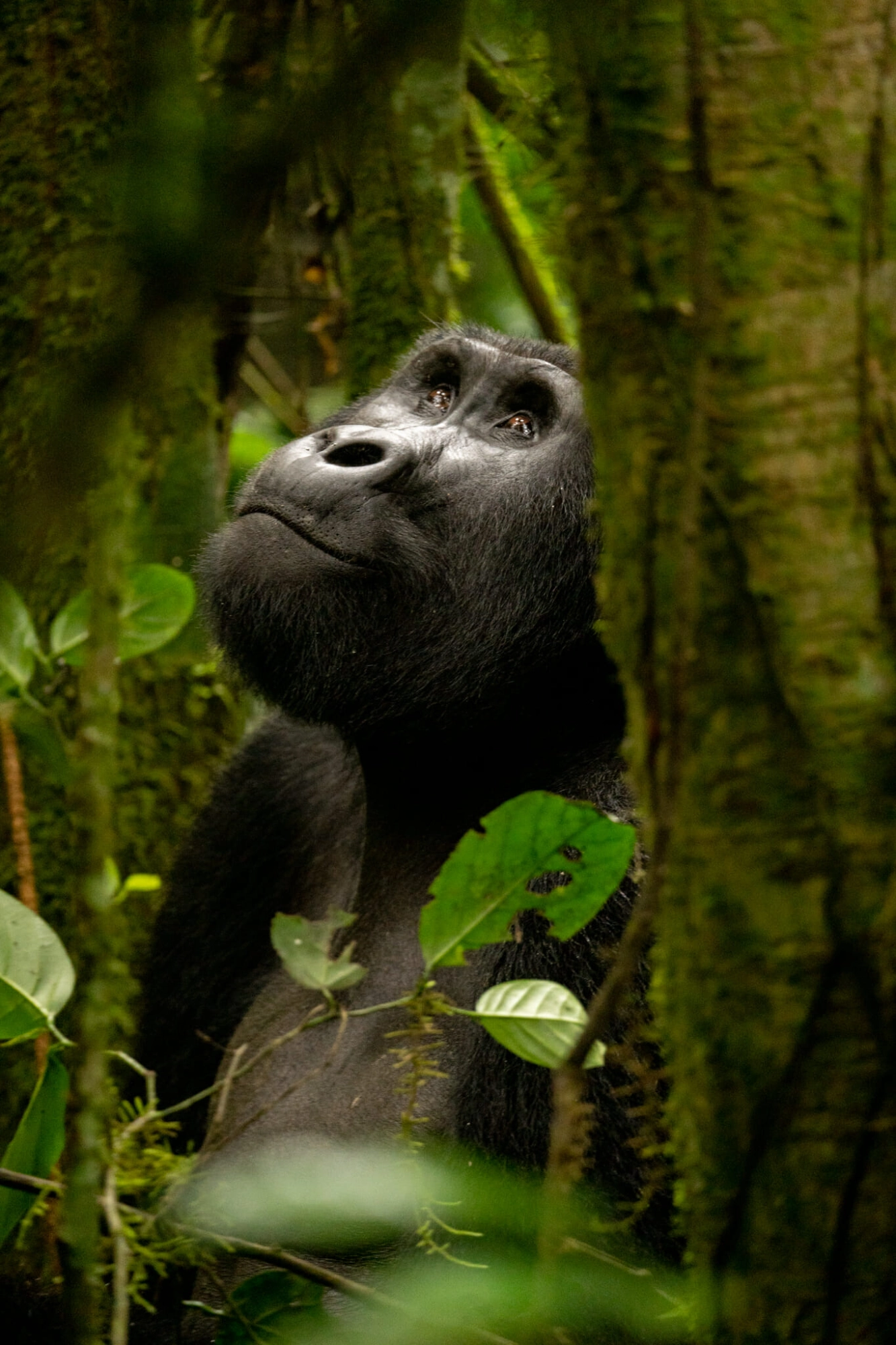 Safari in Uganda