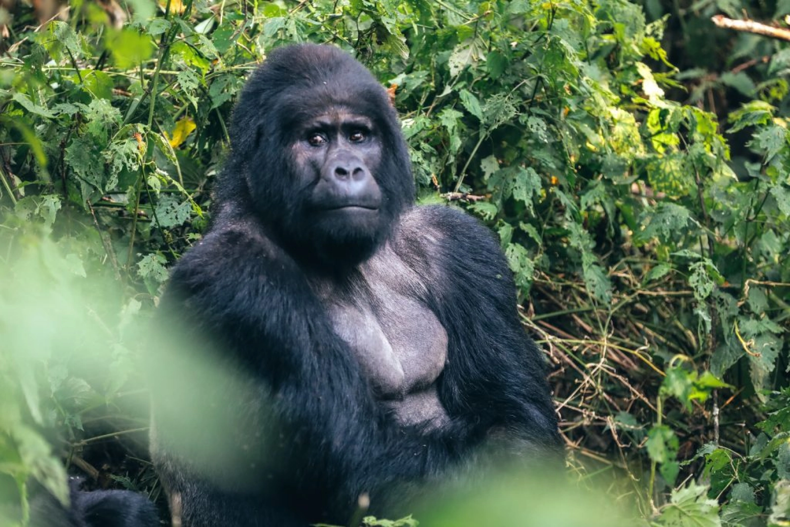 Safari in Uganda