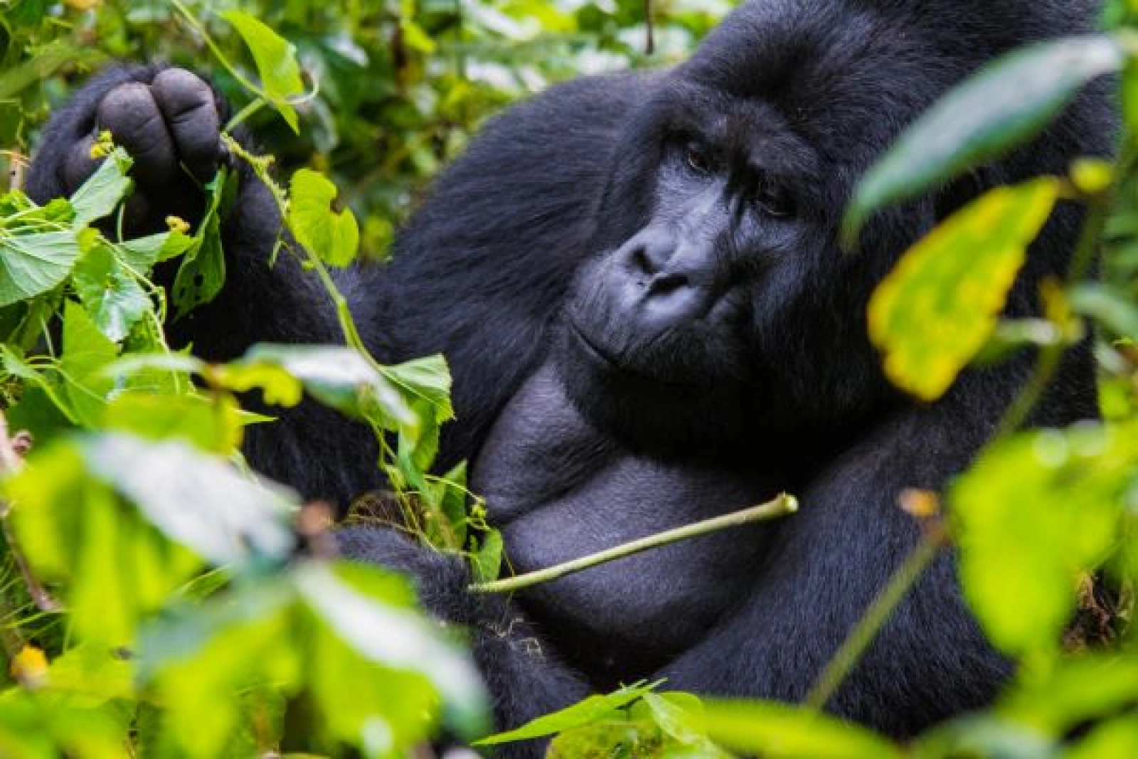Safari in Uganda