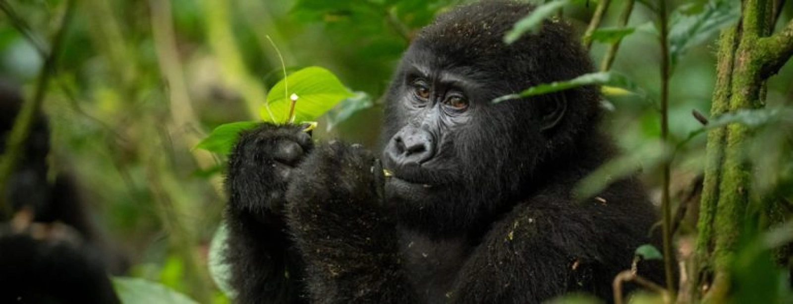 Safari in Uganda
