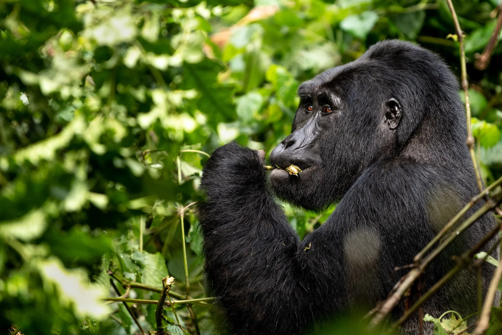 Safari in Uganda