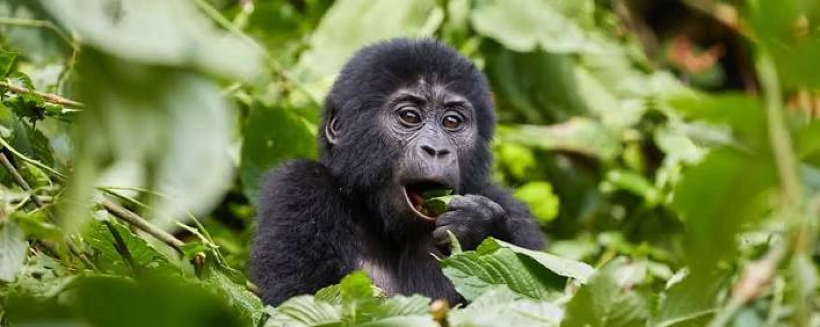 Safari in Uganda