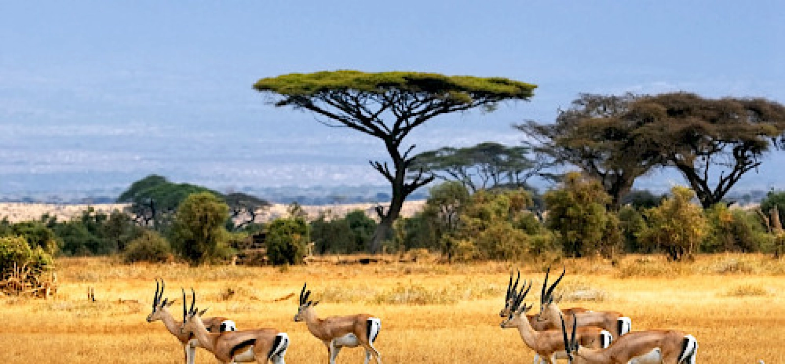 Safari in Uganda