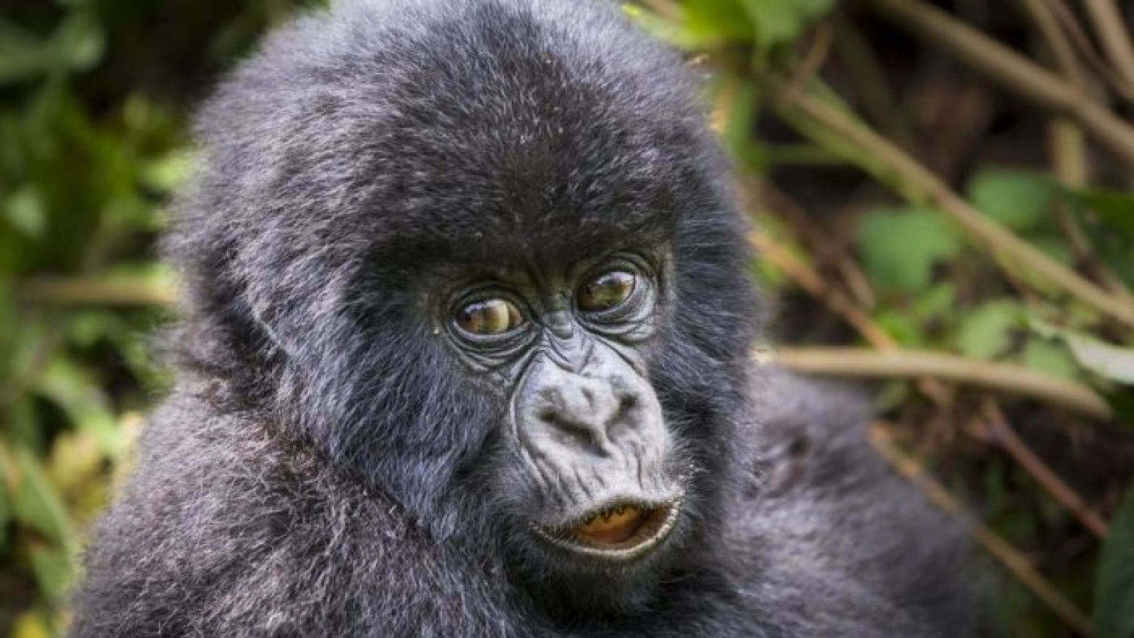 Safari in Uganda