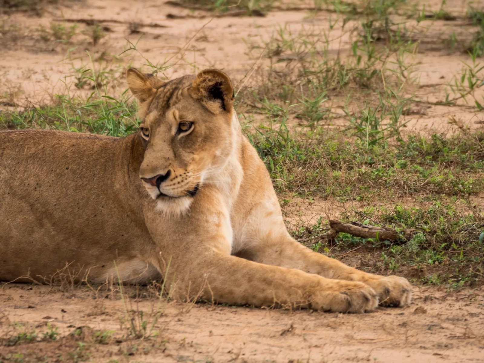 Safari in Uganda