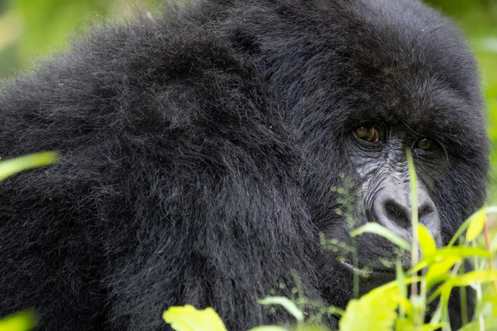 Safari in Uganda