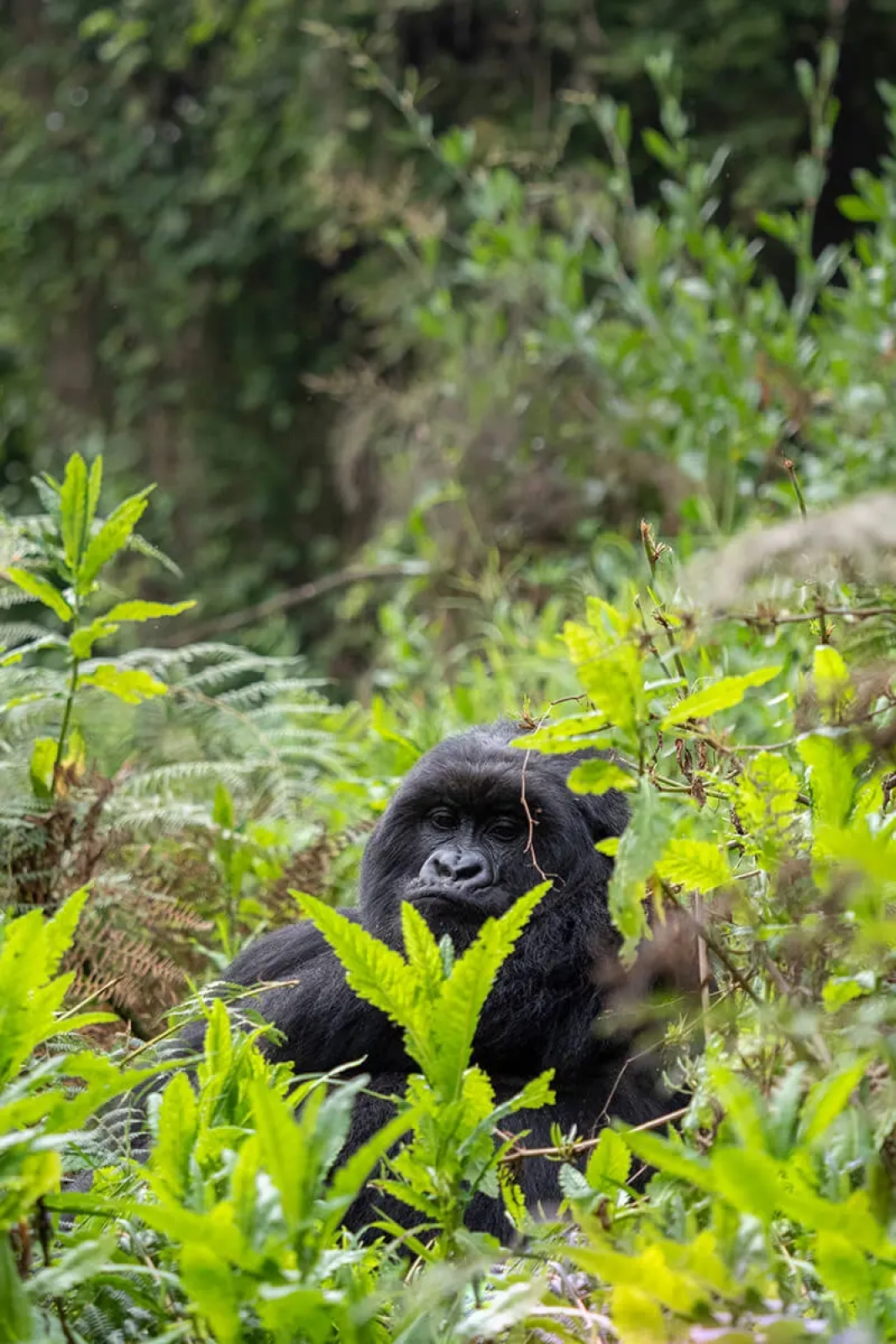 Safari in Uganda
