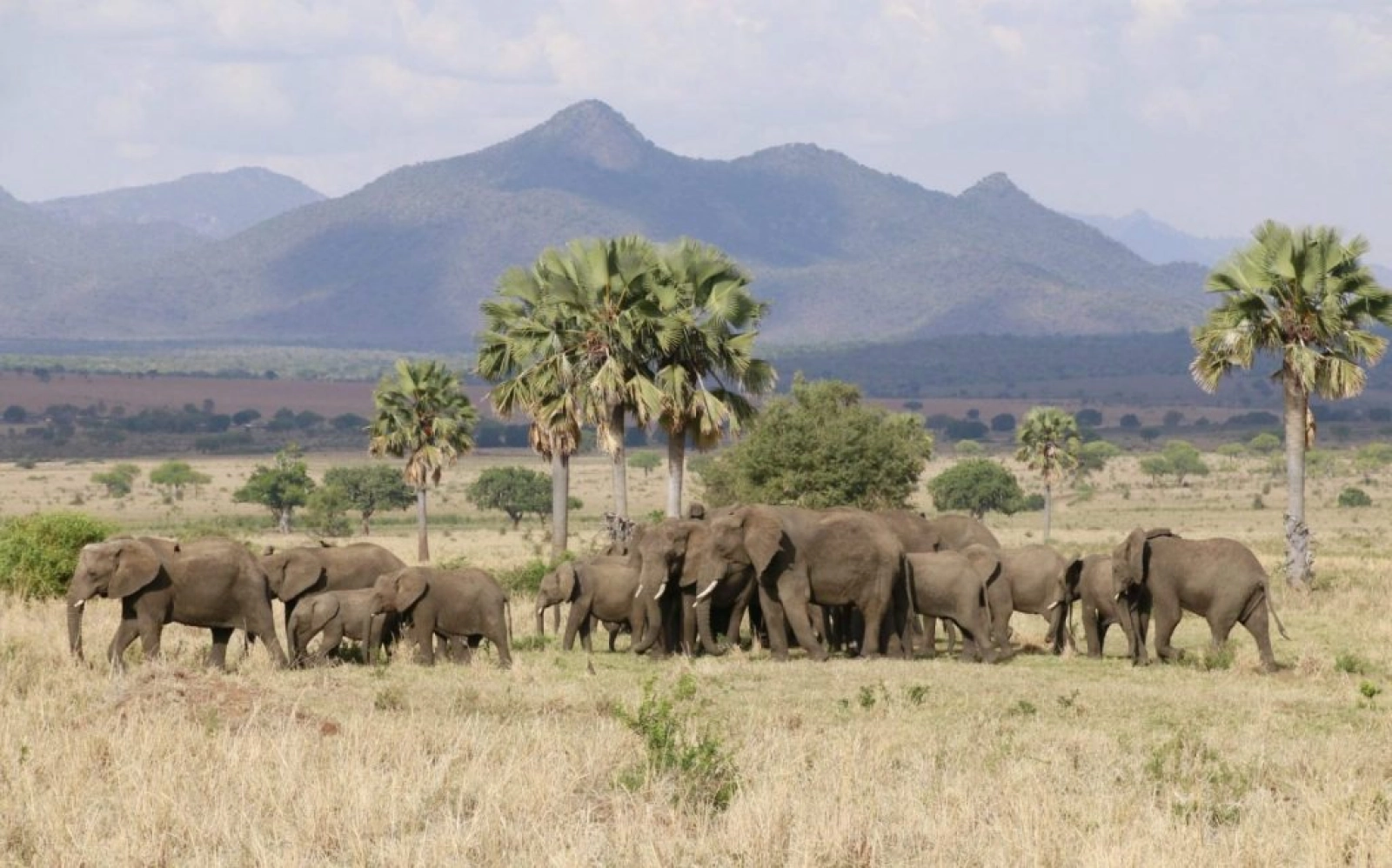 Safari in Uganda