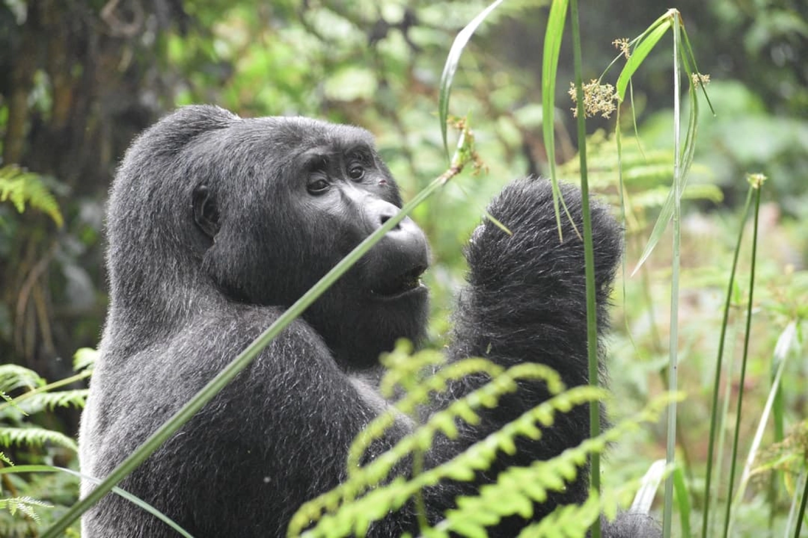 Safari in Uganda
