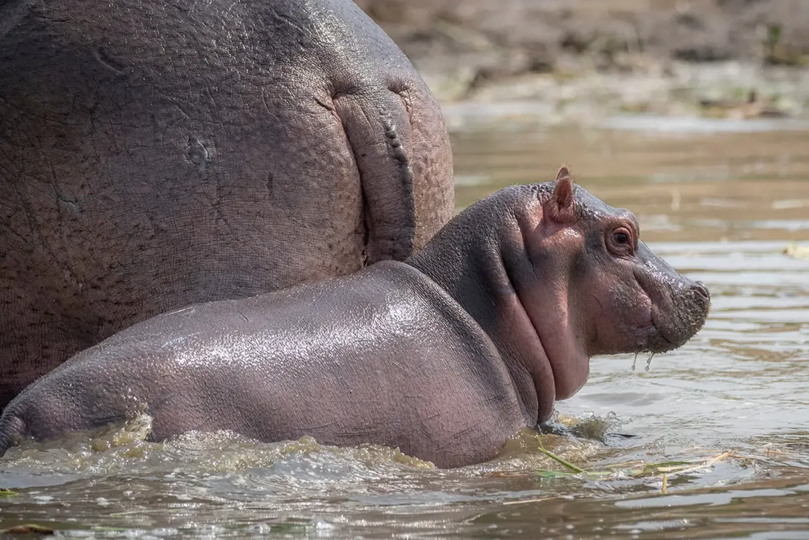Safari in Uganda