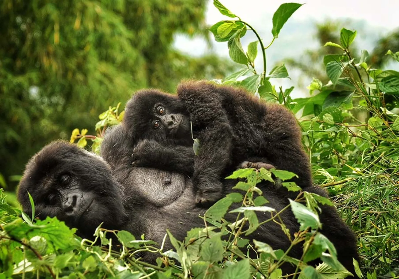 Safari in Uganda