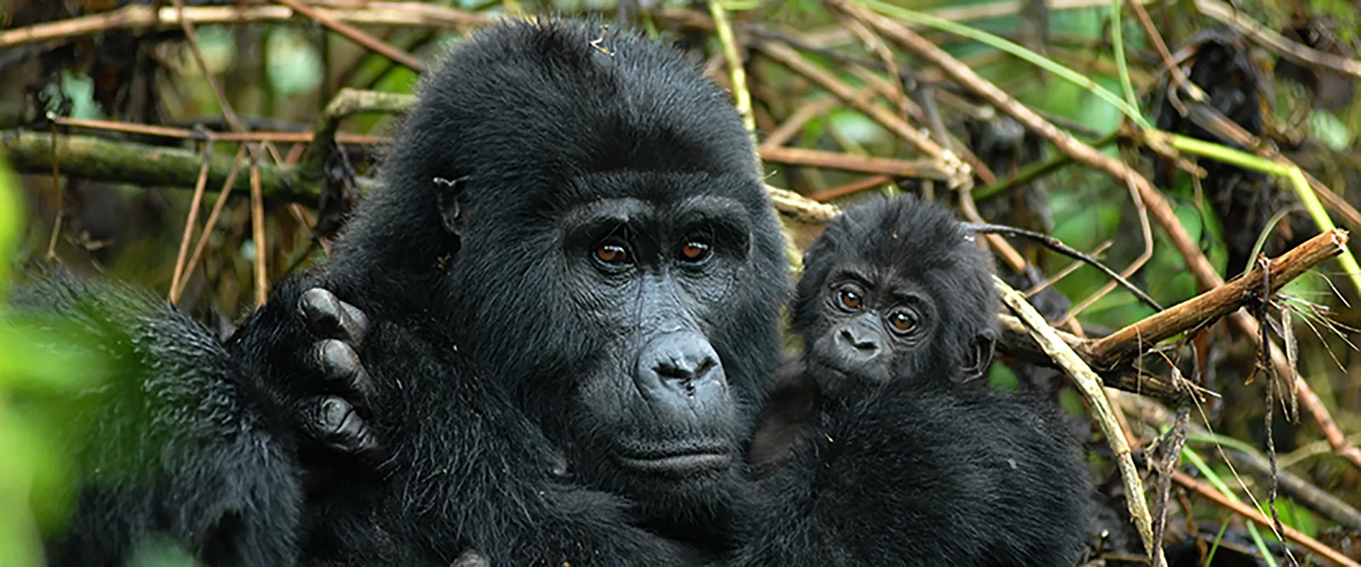 Safari in Uganda