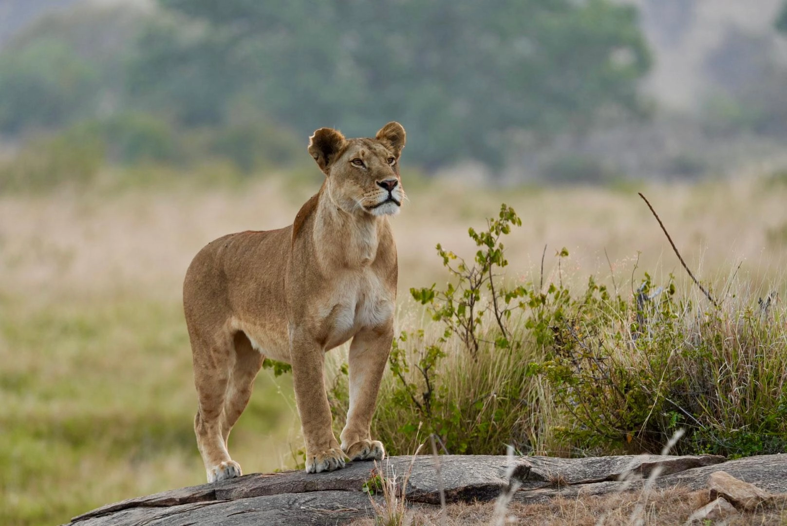 Safari in Uganda