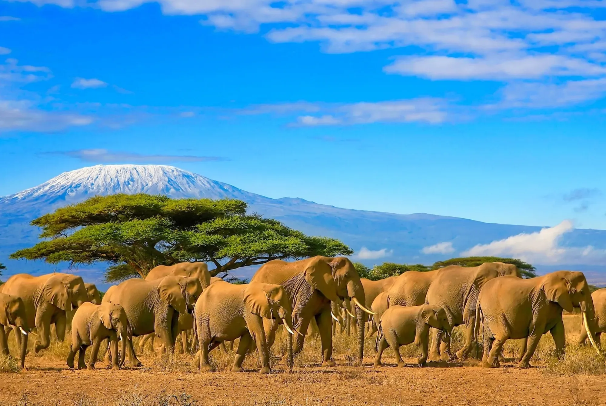 Safari Kenya 10 jours : itinéraire et prix