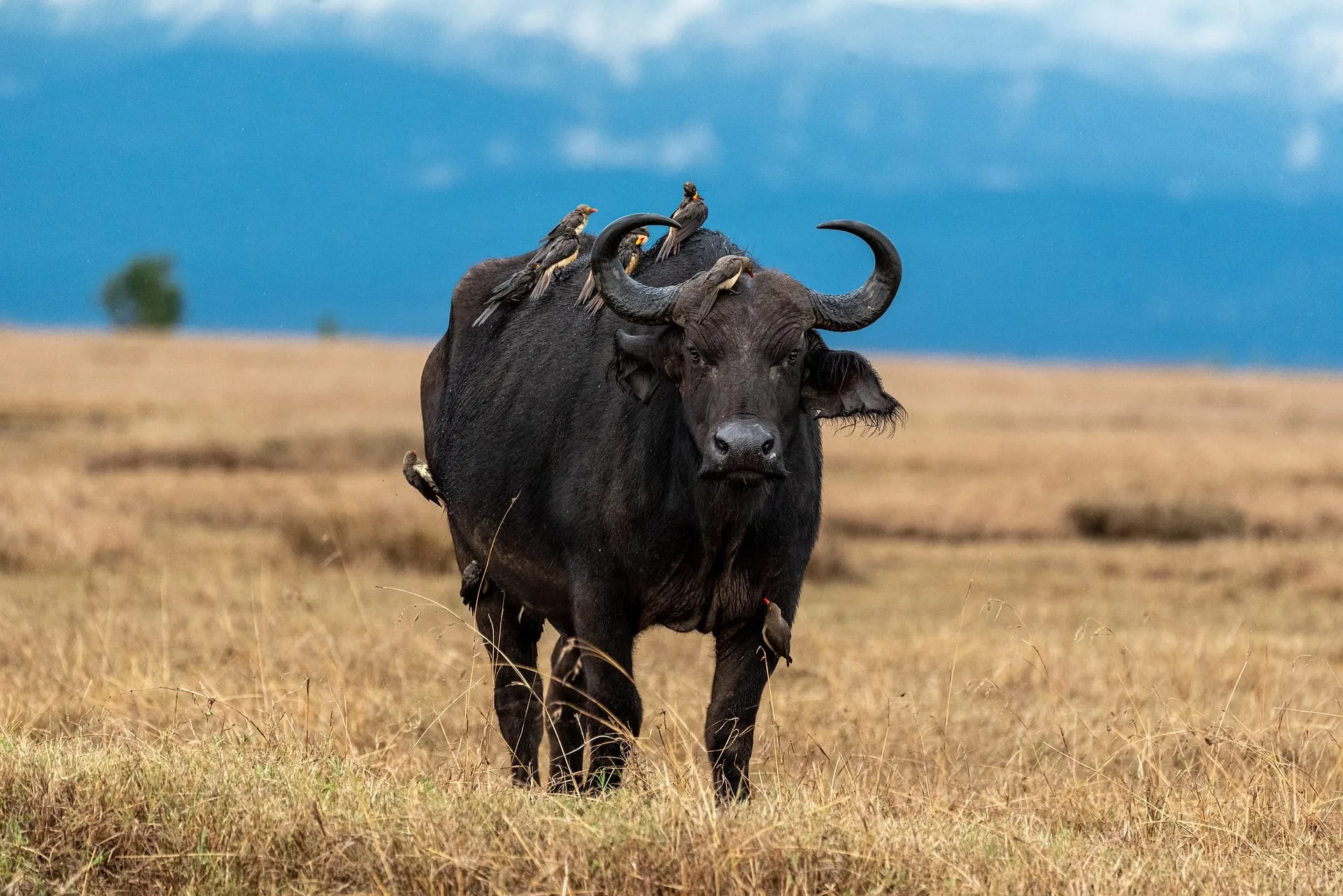 Safari Kenya 4 jours : itinéraire et prix