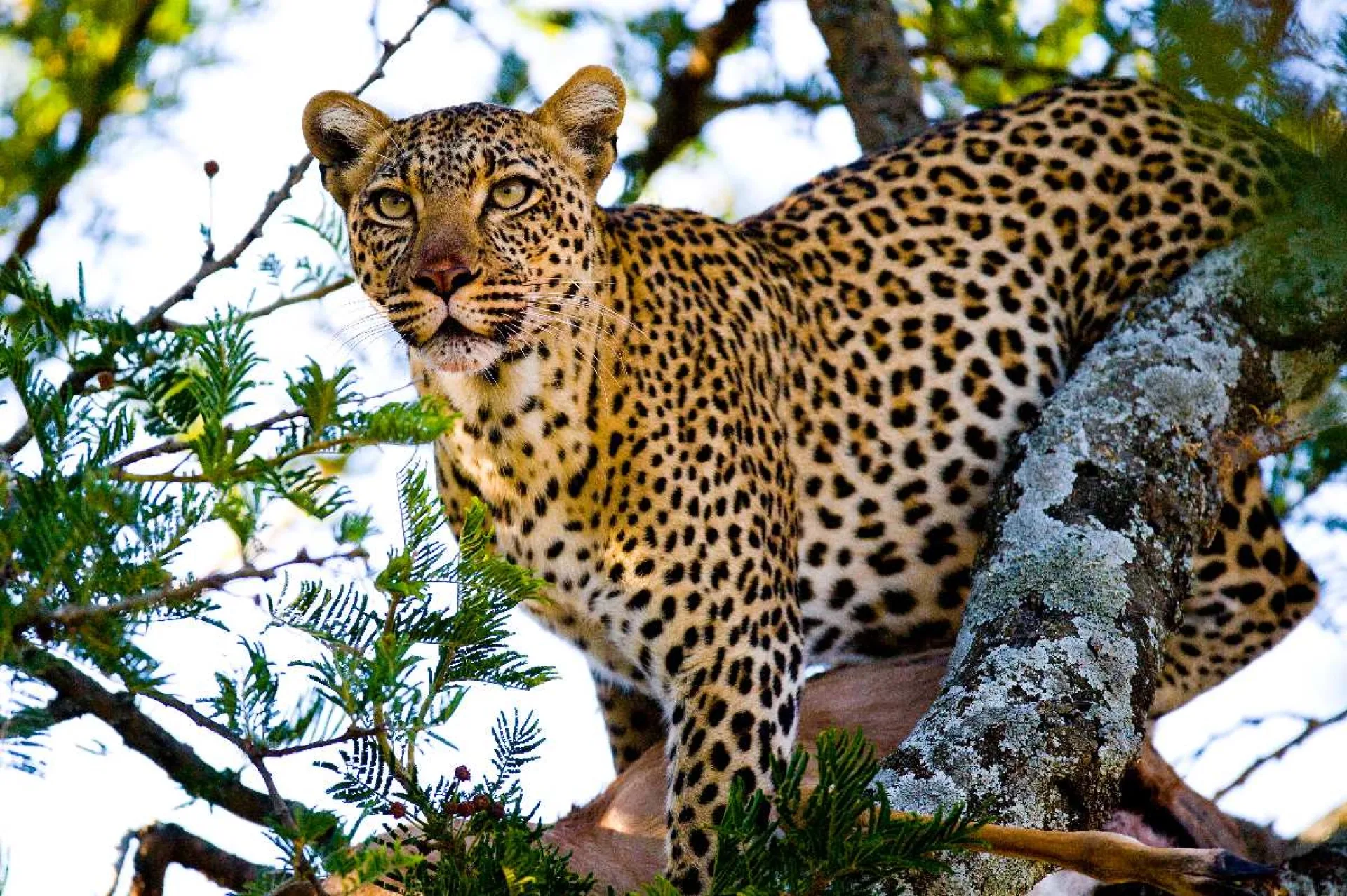 Safari Kenya 5 jours : itinéraire et prix
