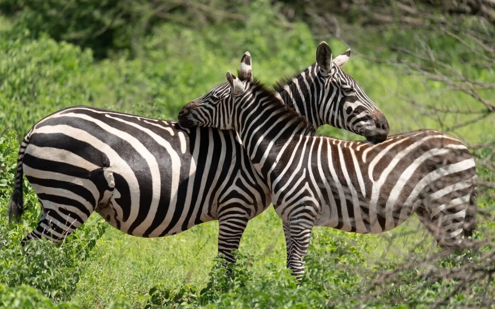 Safari Kenya en août : météo, animaux et prix