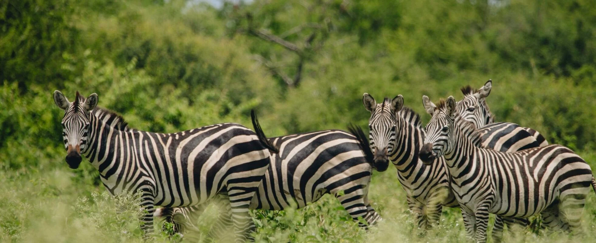 Safari Kenya en décembre : météo, animaux et prix