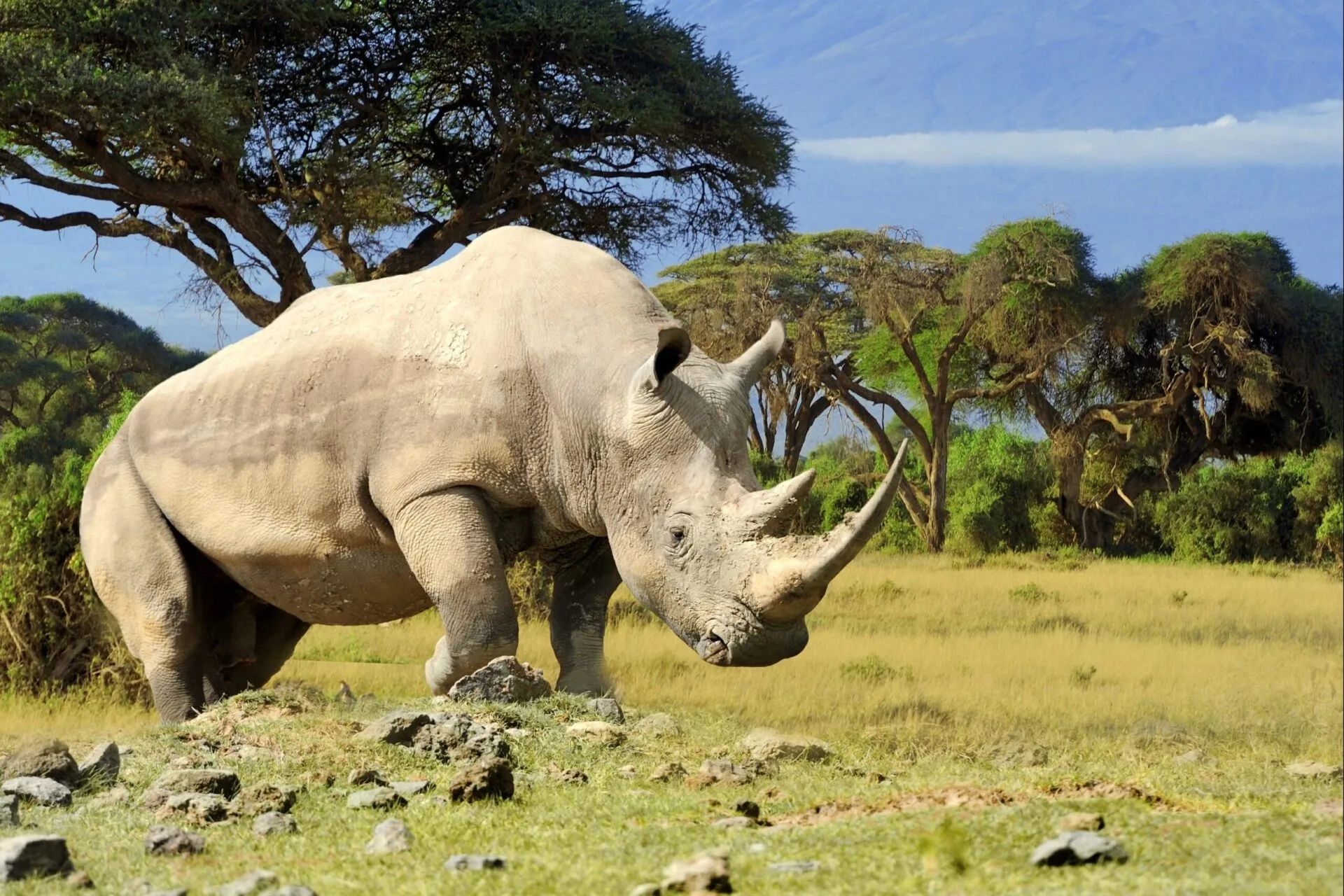 Safari Kenya en février : météo, animaux et prix