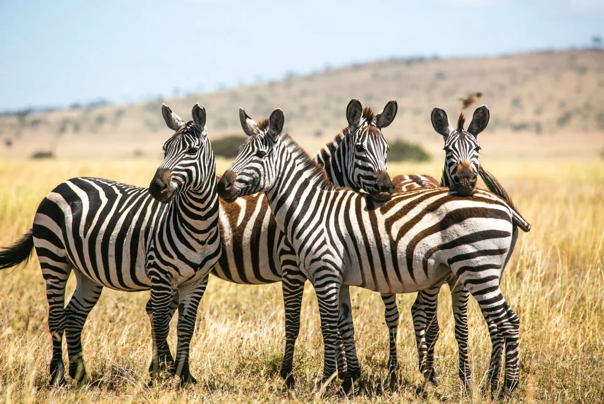 Safari Kenya en janvier : météo, animaux et prix