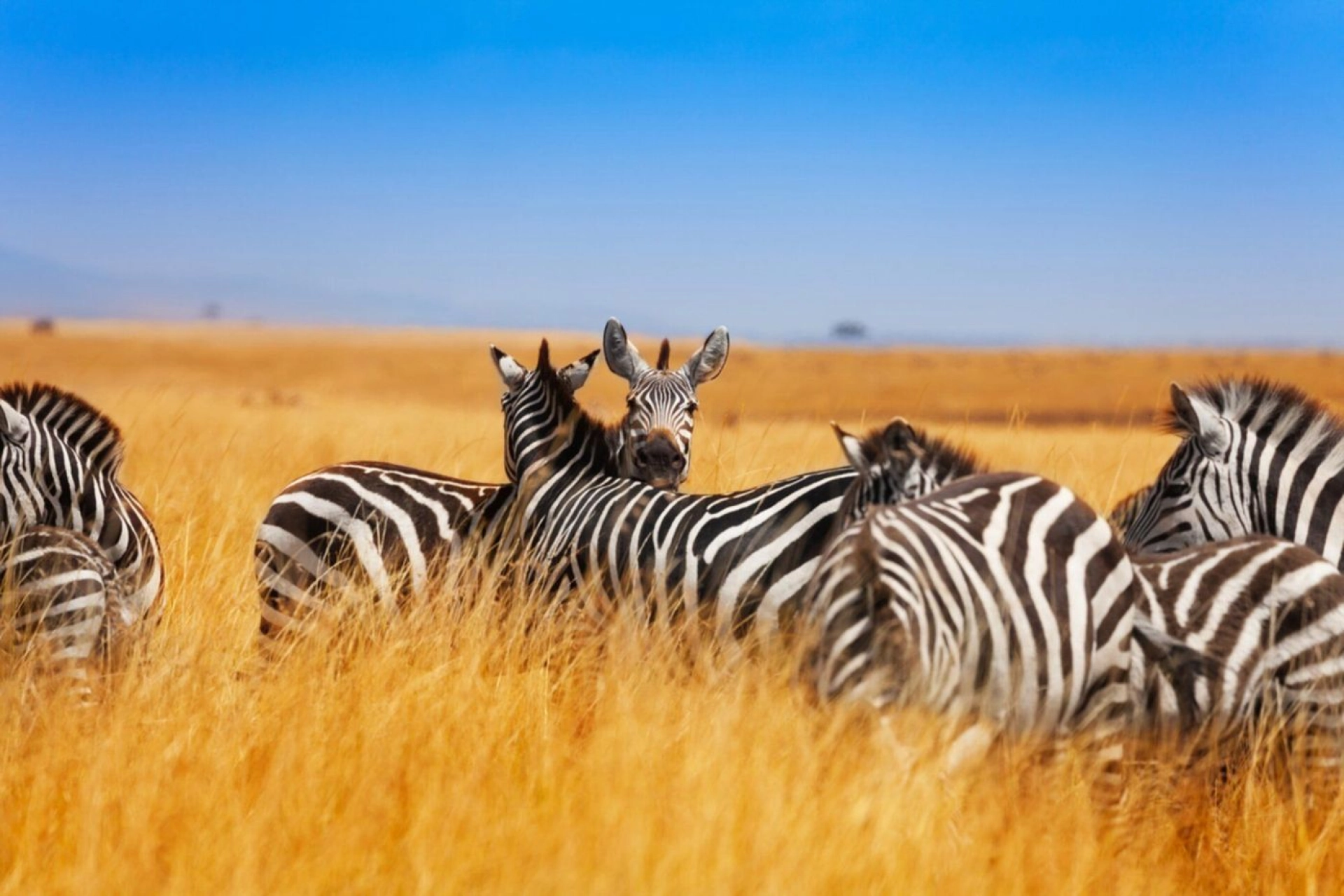 Safari Kenya en septembre : météo, animaux et prix