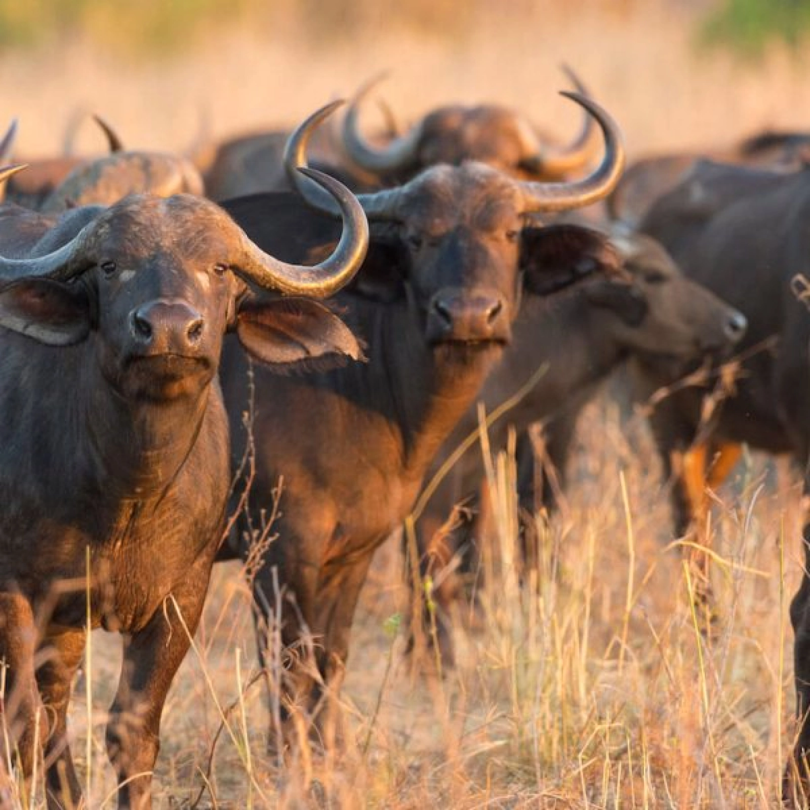 Safari lodge in Africa