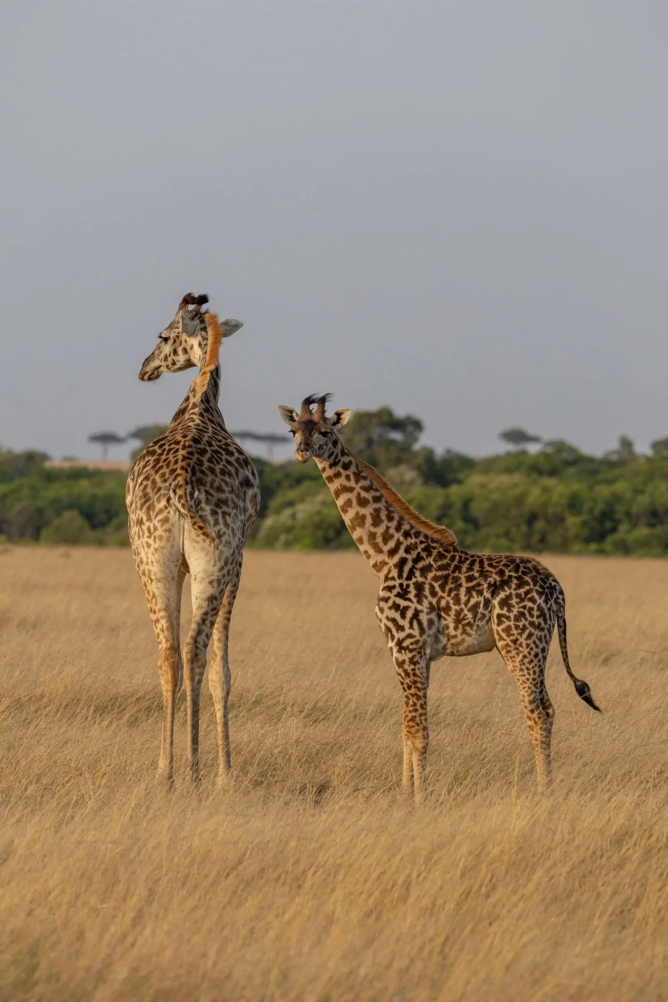 Safari lodge in Africa