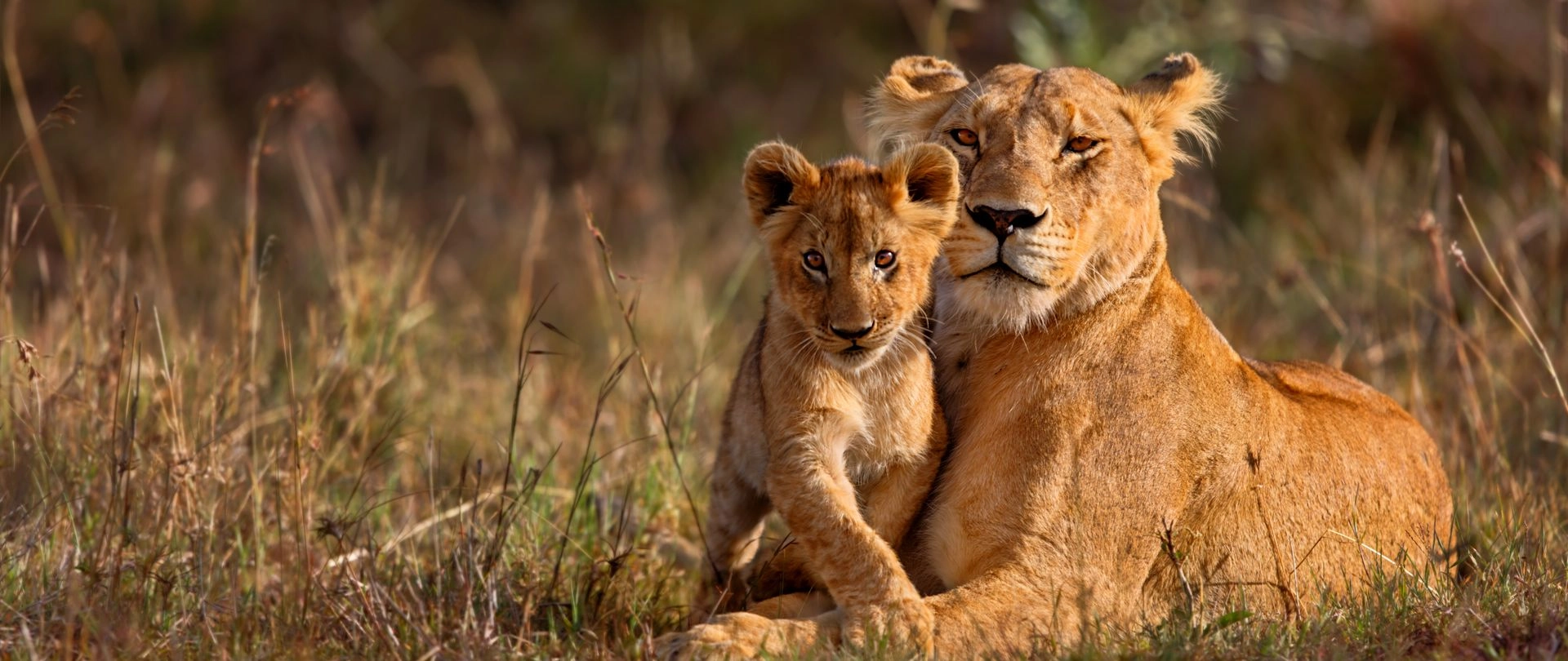 Safari privé pas cher : est-ce possible