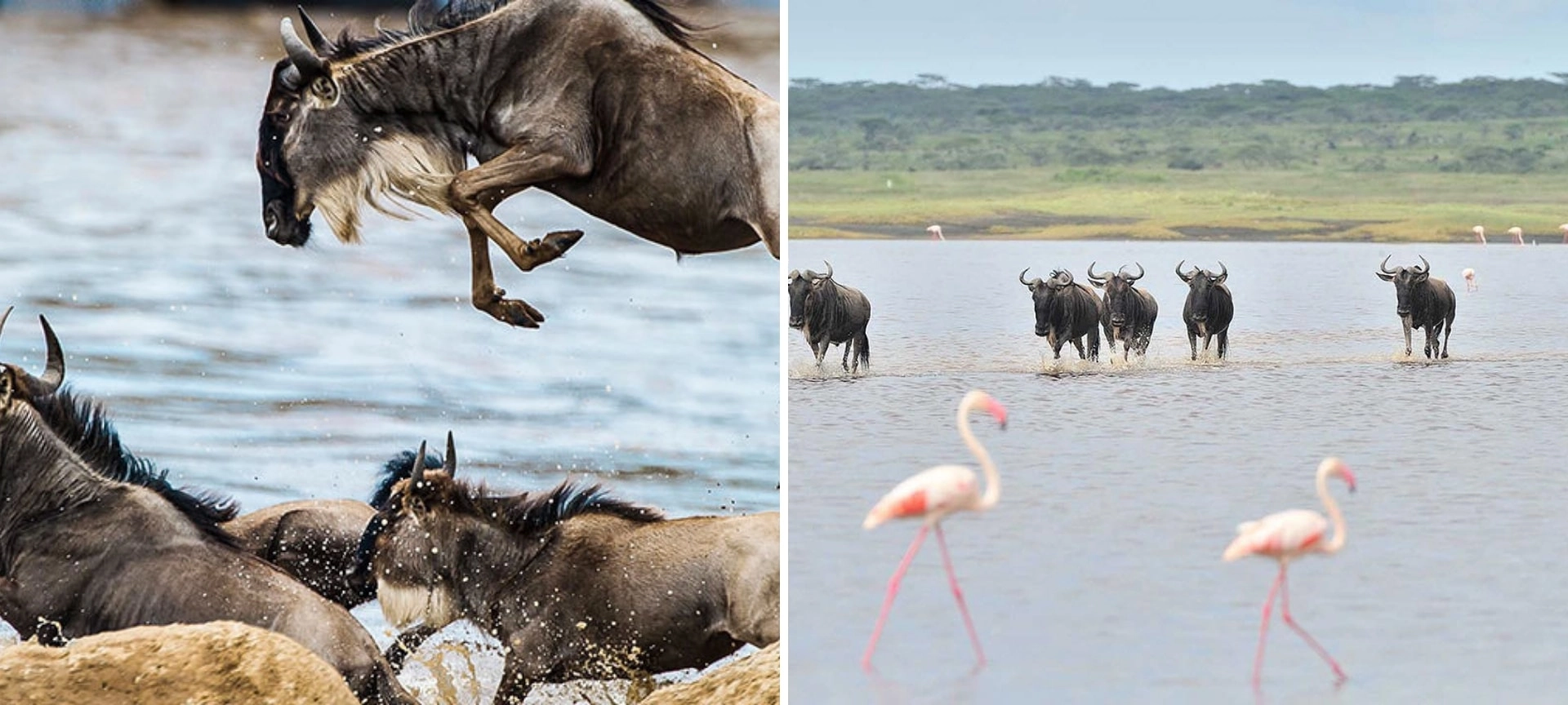 Serengeti or Masai Mara: which is better?