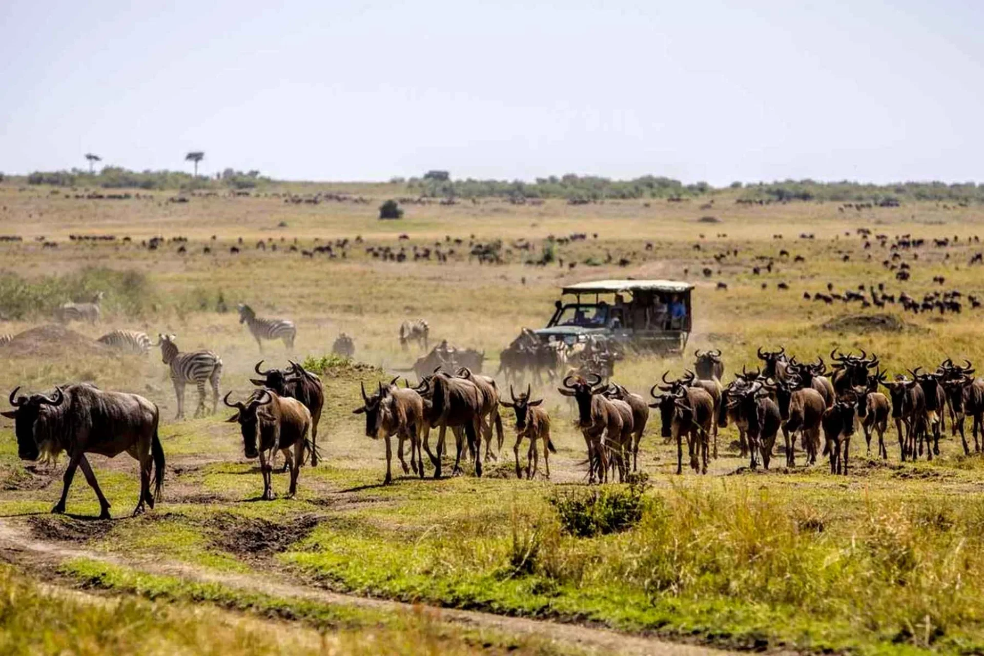 Tips for Best Great Migration Safari in Tanzania & Kenya