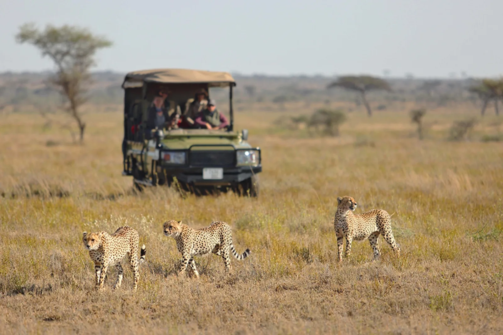 Un safari en Afrique est-il sûr