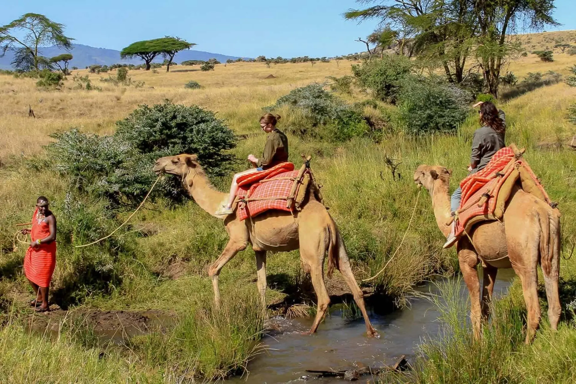 What does an African safari include?