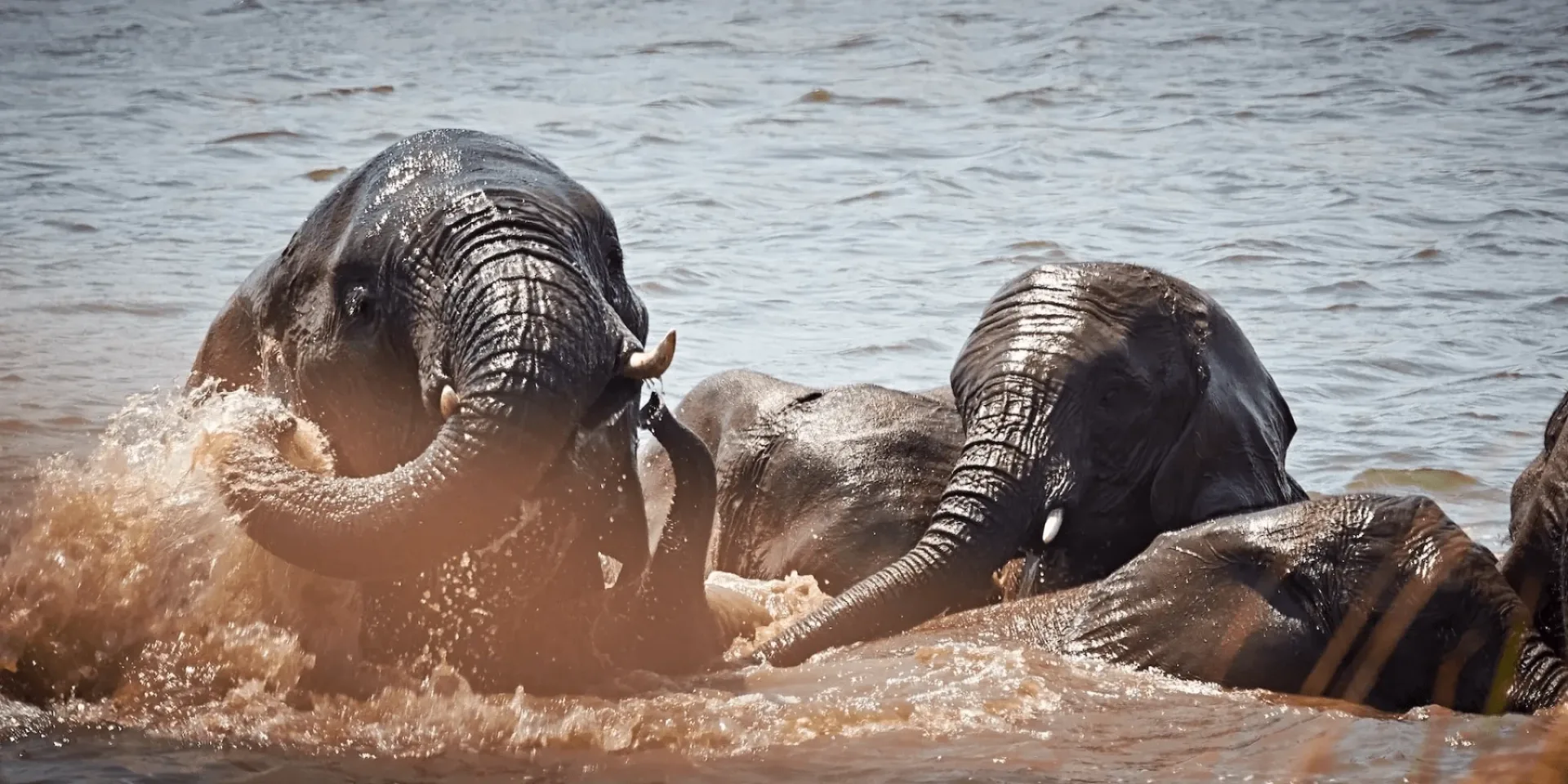 What happens if I get sick while on safari?
