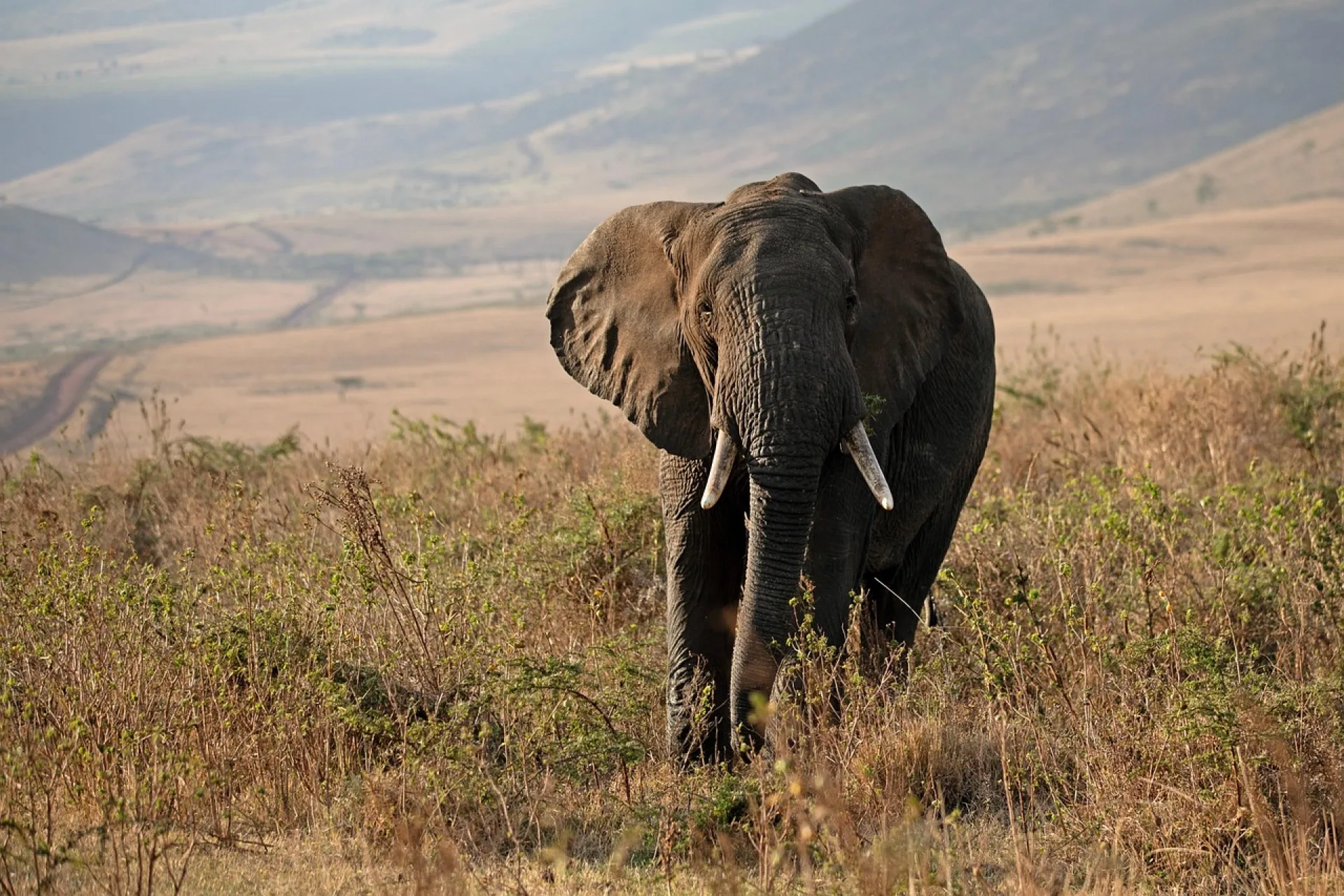 What hidden costs should I watch for when booking safari?