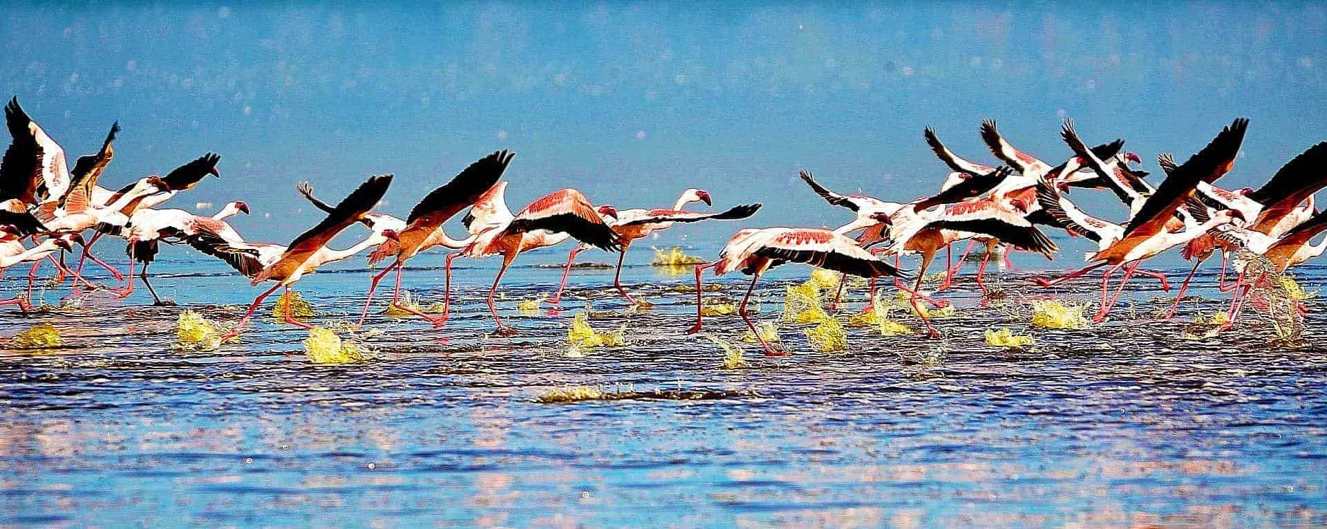What is a birding safari like in Africa?