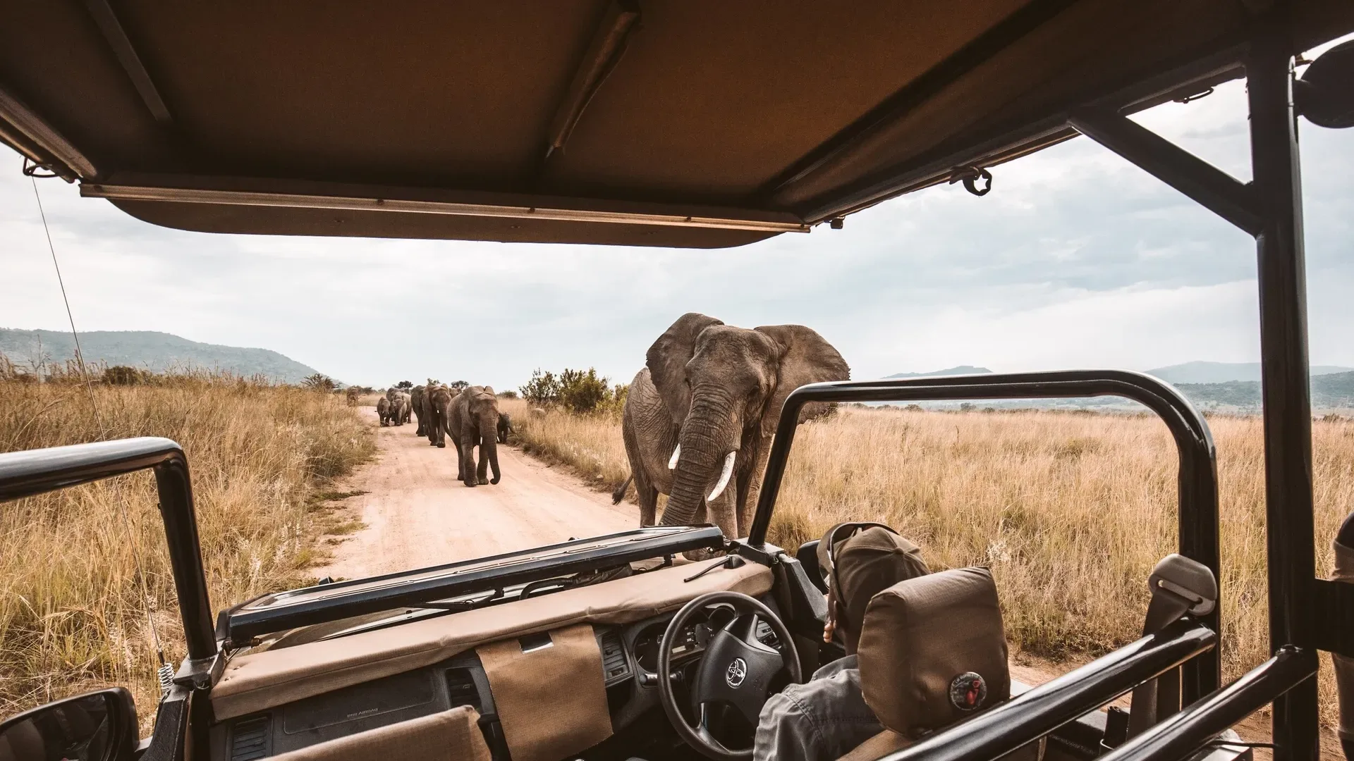 What is a game drive on safari?