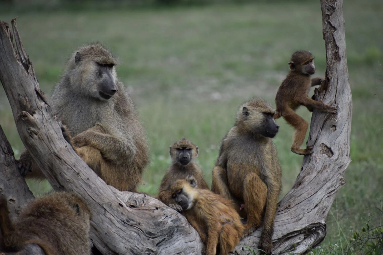 What Is a Group of Baboons Called