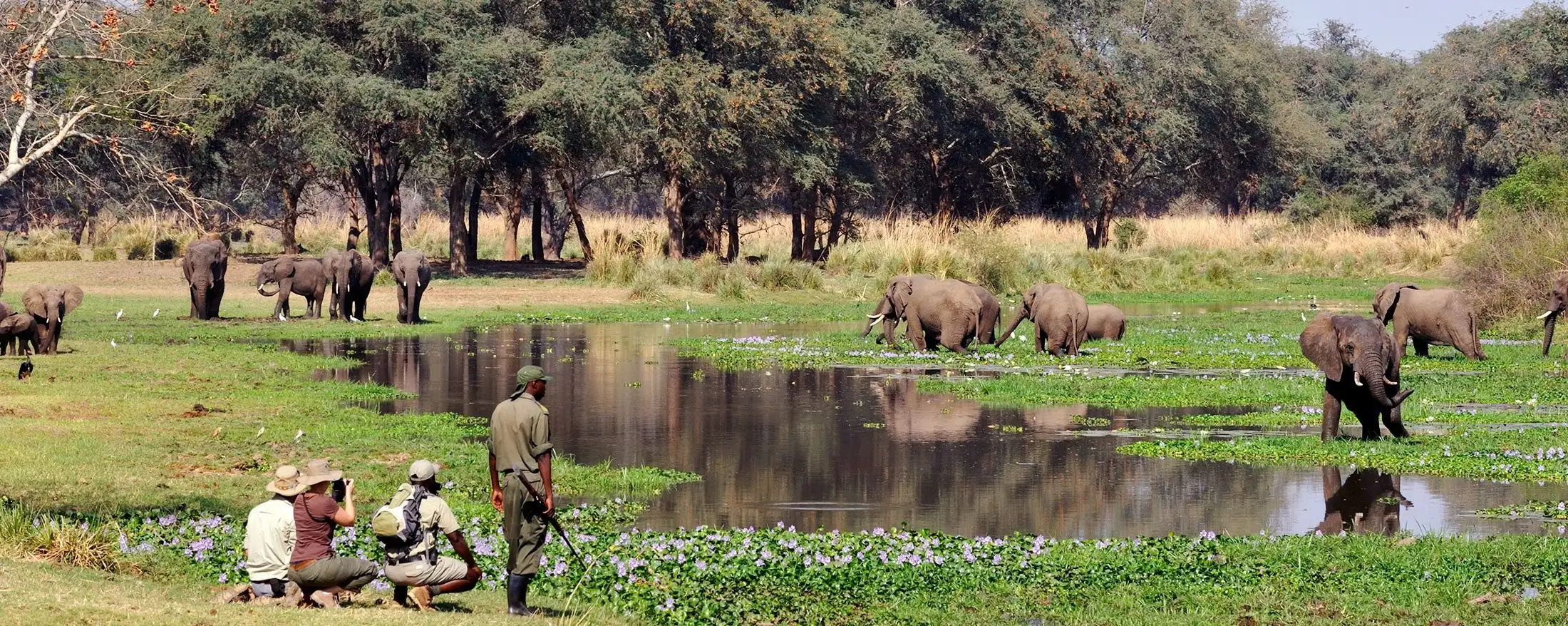 What is a walking safari?
