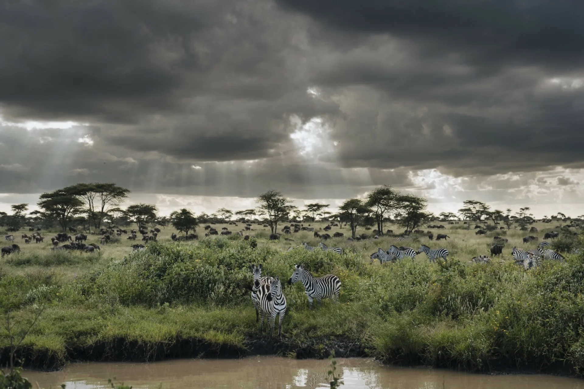 What is the best African safari in August?