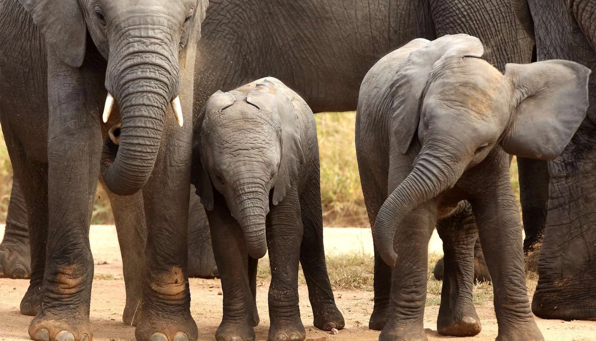 What is the best African safari in January?