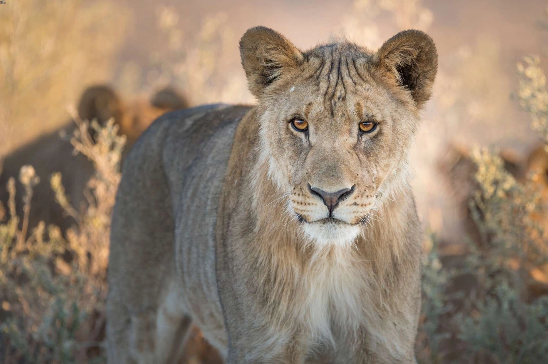 What is the best African safari in July?