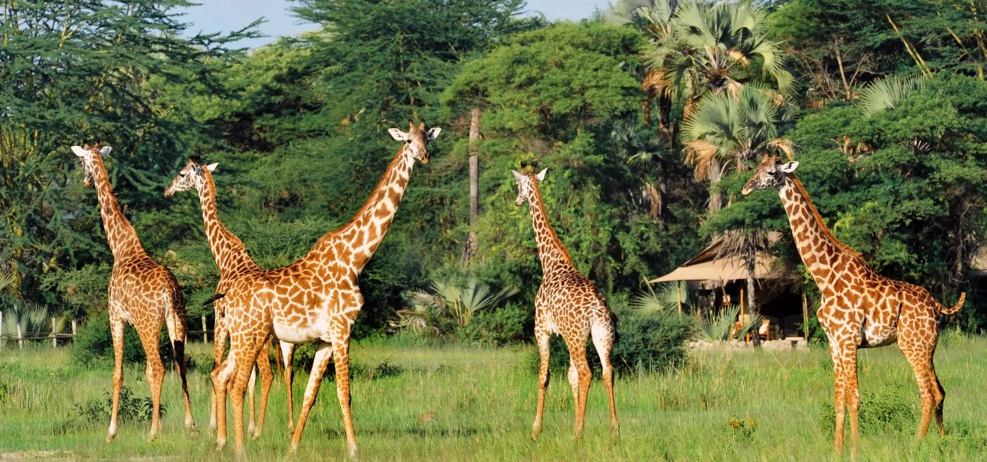 What is the best African safari in June?