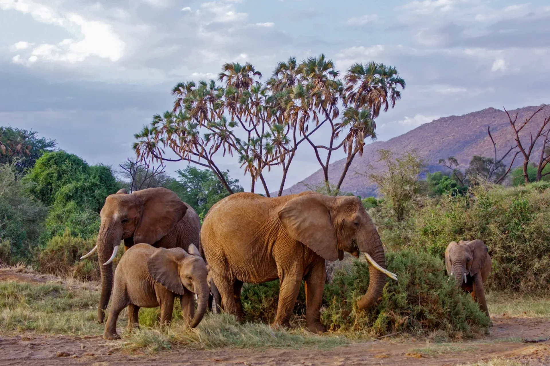 What is the best African safari in March?