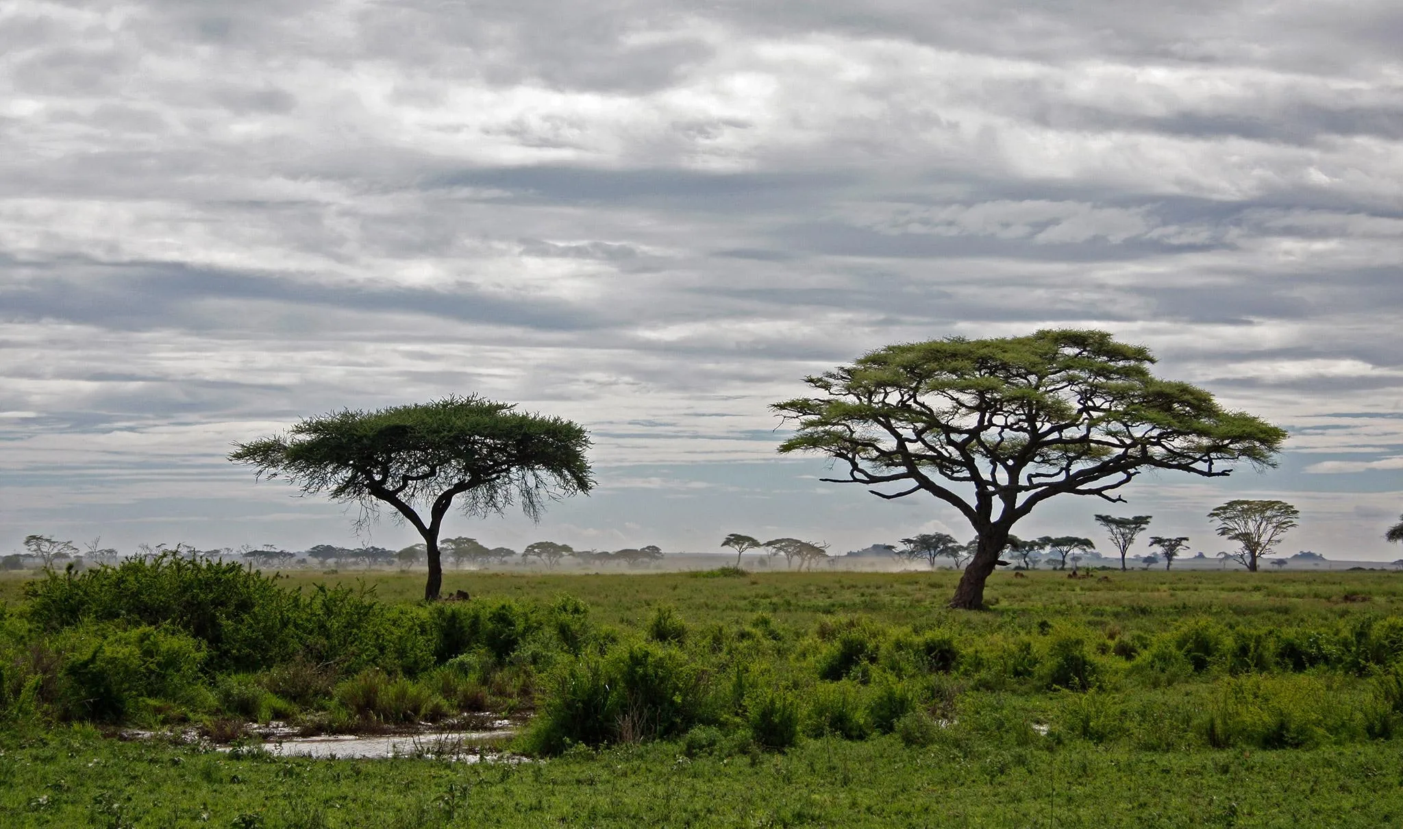 What is the best African safari in November?