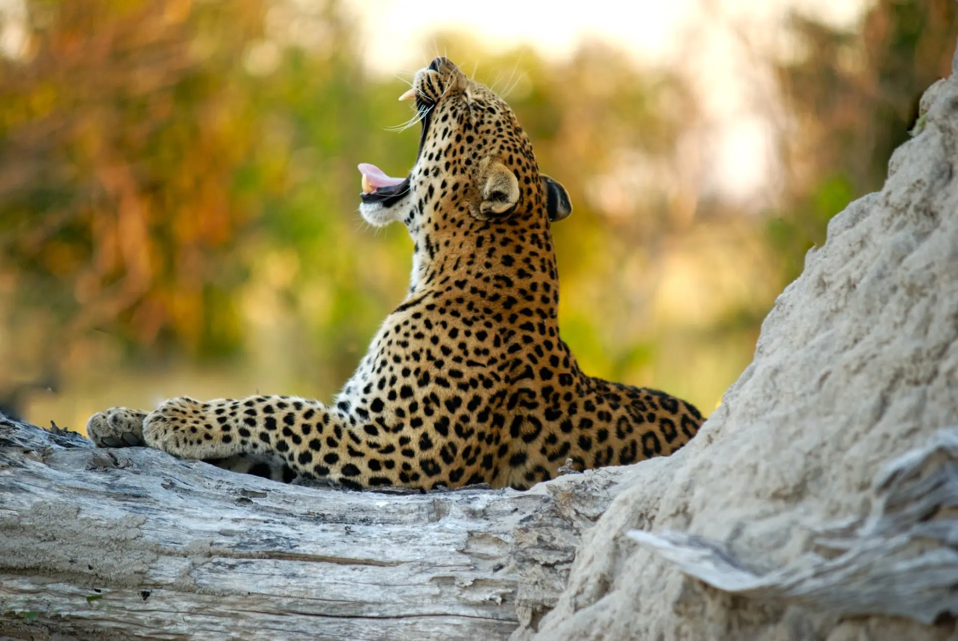 Wildlife in Masai Mara